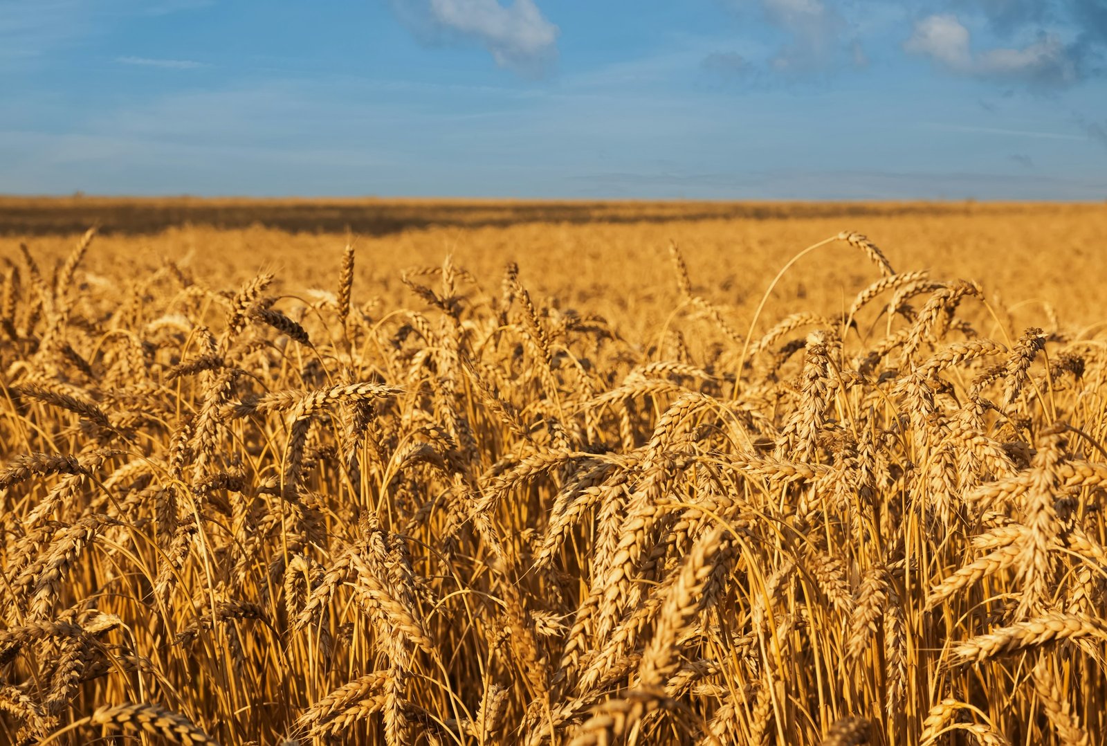 Golden wheat growing in an agricultural field